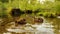 Close up of young duck chicks swimming in water large group of wild birds.Duck with ducklings on walk floating, Ducks on