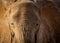 Close up of a young elephant covered with cooling dried mud