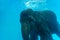 Close up young elephant diving in swimming pool