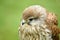 Close up of young European Kestrel