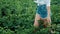 Close up of Young farmer Girl in a shorts walks across the field.Cultivation of agricultural products. Organic Products