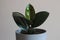 Close up of young Ficus Elastica Rubber tree in grey pot. Modern houseplant