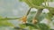 Close-up of a young flowering cucumber on a bush. A green cucumber is ripens.