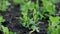 Close up young fresh green peas growing in the field. sprouts of green peas are grown in the soil