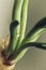 close-up of young freshly grown onion shoots with a drop of moisture on them on a spring day