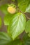 Close up of young fruit and leaf of persimmon, kaki