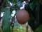 Close-Up Young Fruit Manilkara Zapota Hanging On The Tree Between Leaves