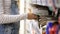 Close-up of young girl steals chocolate bar from the shelf in the grocery store.