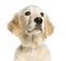 Close-up of a Young Golden Retriever, 5 months old