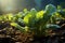 Close-up of young green lettuce growing in the garden under sunlight