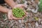 Close-up young green litchis fell in the hands of agriculture. Impact of summer storms in Thailand