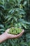 Close-up young green litchis fell in the hands of agriculture. Impact of summer storms in Thailand