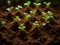 close up of a young green plant growing out of soil