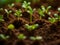 close up of a young green plant growing out of soil