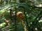 Close up of  young green rolled up fern shoot. Background is intentionally out of focus or blurred