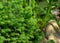 Close-up of young green spruce needles Picea omorika Karel with big stone on the blurred  background