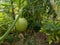 Close up of young green unripe pumpkin with flower hangs on plant, healthy homegrown food