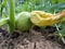 Close up of young green unripe pumpkin with flower, healthy homegrown food