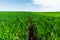 Close-up of young green wheat on the field. Coordinate lower angle. Fertile black soil blue sky and clouds