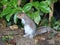 Close up of a young Grey Squirrel