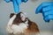 Close up of a young Guinea Pig on the examination table at the veterinary clinic