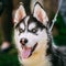 Close Up Young Happy Husky Puppy Eskimo Dog