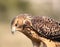 Close up of a young hawk