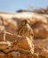 Close-up young hawk in his habitat natural