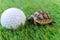 Close up of a young hermann turtle on a synthetic grass with golf ball