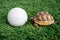 Close up of a young hermann turtle on a synthetic grass with golf ball