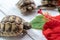 Close-up of young hermann turtles on white wooden background with a red hibiscus flower.