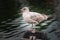 Close-up of a young herring gull in Rostock Warnemuende