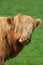 Close up young highland calf stood in field