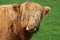 Close up young highland calf stood in field