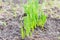 Close up of young hyacinth shoots. Spring green sprouts in the garden