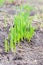 Close up of young hyacinth shoots. Spring green sprouts in the garden