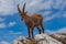 Close up of young ibex turned against the sky, Dolomites, Italy