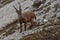 Close up of young ibex walking at the foot of a rocky wall, Dolomites, Italy