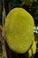 Close up on young jack fruit with yellow green rough spine skin on the blur leaves 