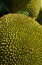 Close up on young jack fruit with yellow green rough spine skin on the blur leaves