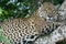 Close up of a young jaguar - Panthera onca - lying in a tree. Location: Porto Jofre, Pantanal, Brazil