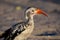 Close-up of a Young juvenile Southern yellow-billed hornbill, showing beak and neck