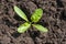 close up of young leaves of sugar beet