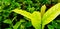 Close up  young light green leavers with dark bush blurred background in garden