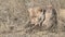 close up of a young lion cub eating a warthog at serengeti national park