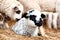 Close-up of young little lamb smiling and sleeping