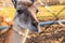 Close up young llama in zoo