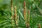 Close-up of young long shoots on Pinus densiflora Umbraculifera. Sunny day in spring garden