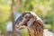 Close up young long wool shaggy brown sheep