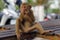 Close-up, young macaca monkey sitting on a beanch and eating fruits